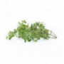 Lemon Thyme