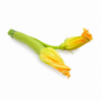 Zucchini With Flower