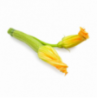 Zucchini With Flower