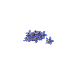 Bourrache Bleue
