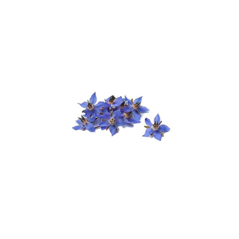 Bourrache Bleue Bourrache Bleue