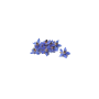 Bourrache Bleue