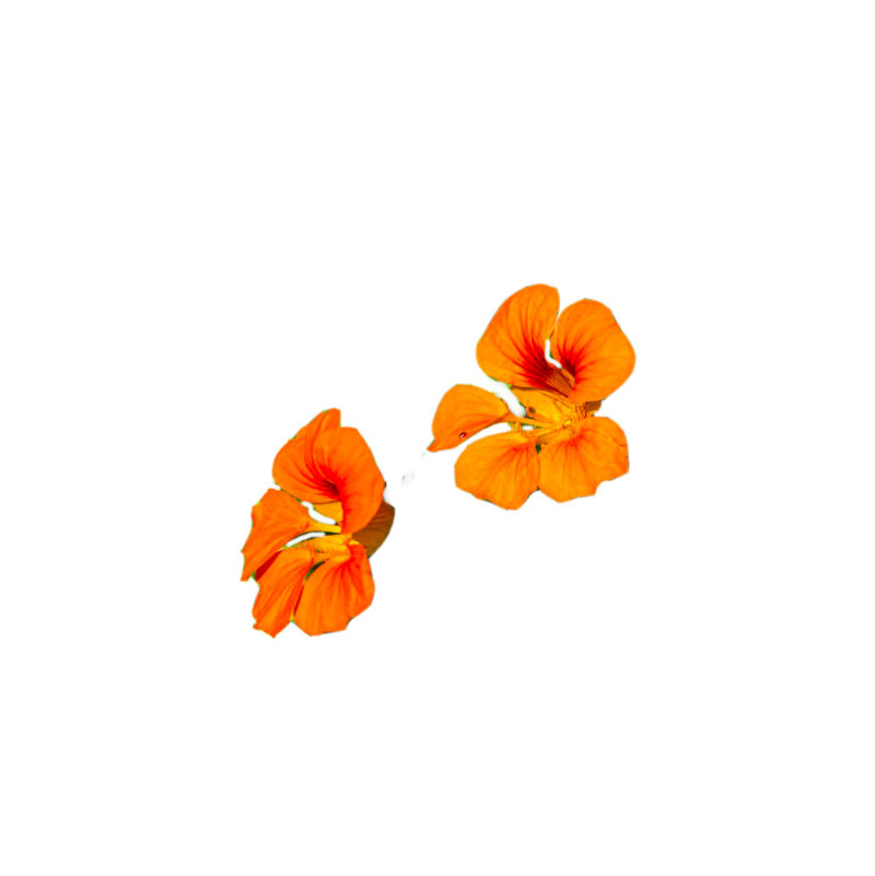 Nasturtium