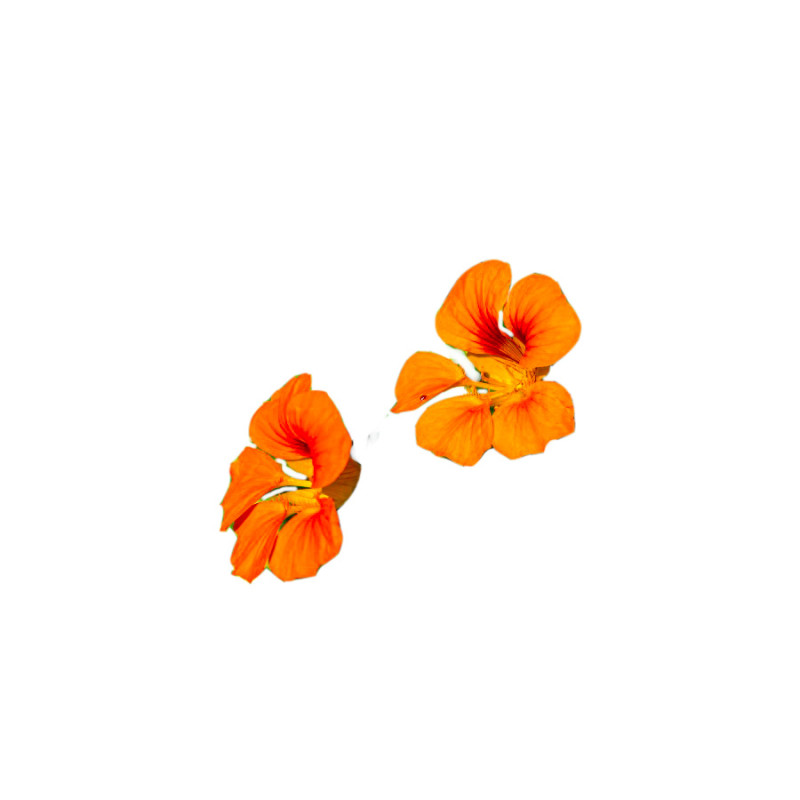 Nasturtium Nasturtium