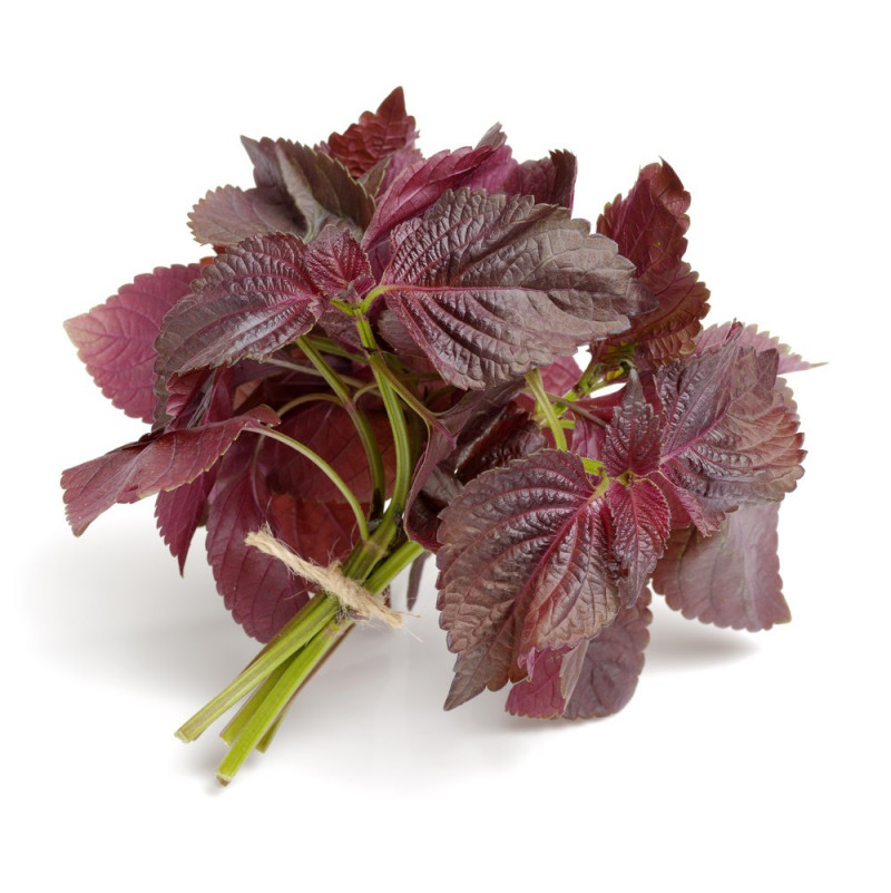 Shiso Purple