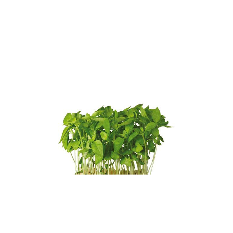 Limon Cress