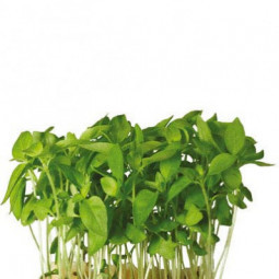 Limon Cress