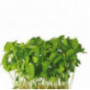 Limon Cress