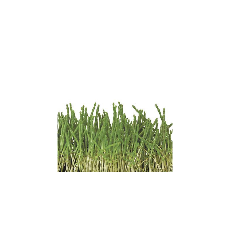 Salicornia Cress