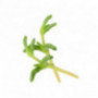 Salty Finger Cress