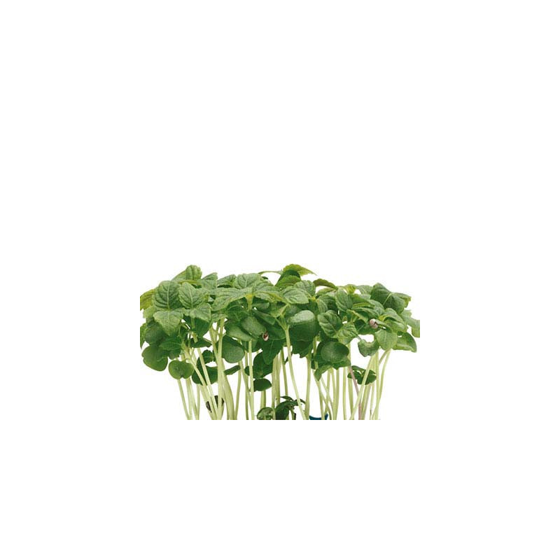 Shiso Green Cress