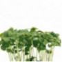 Shiso Green Cress