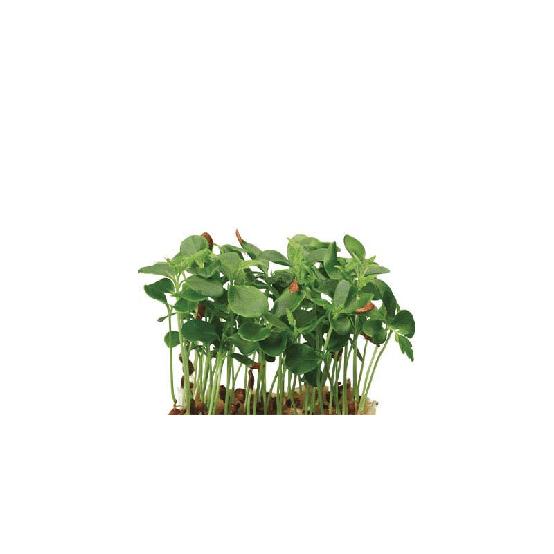 Tahoon Cress