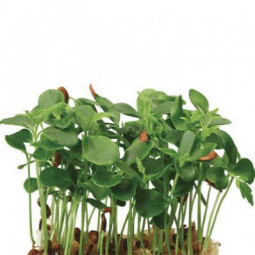 Tahoon Cress