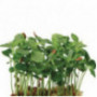 Tahoon Cress