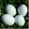 Organic Free Range Eggs Azur