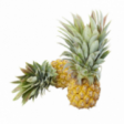 Victoria pineapple