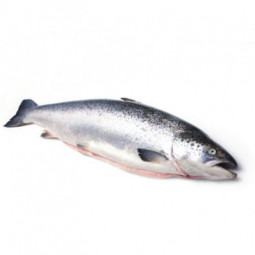 Farmed Scotland Salmon