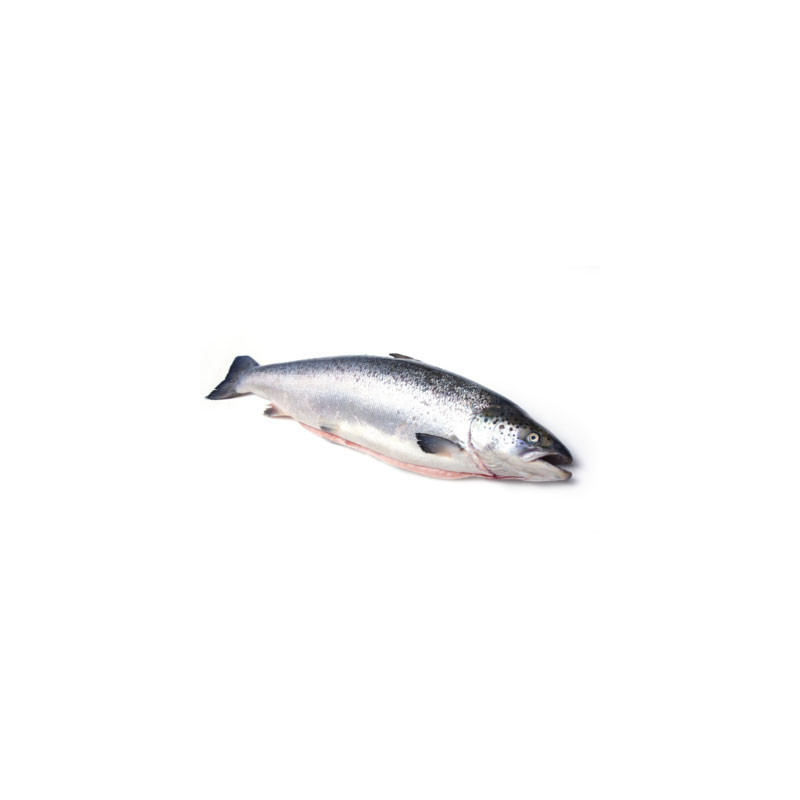 Farmed Scotland Salmon