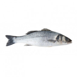 Farmed Seabass