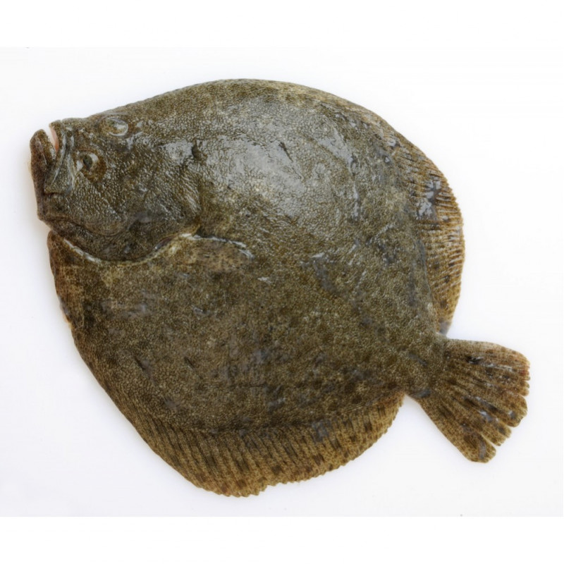 Turbot d'élevage