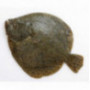 Farmed Turbot