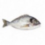 Organic Farmed Seabream