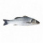 Organic Farmed Seabass