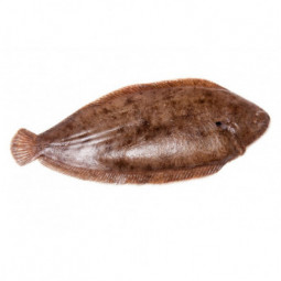 Icelandic Farmed Dover Sole