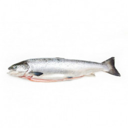 Farmed Faroe Salmon