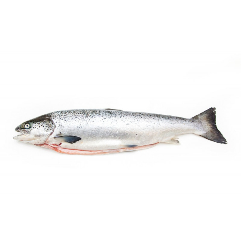 Farmed Salmon Féroé
