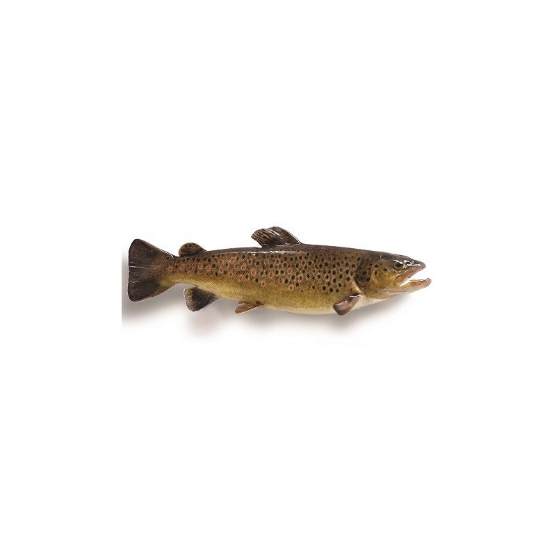 Farmed Fario Trout Farmed Fario Trout