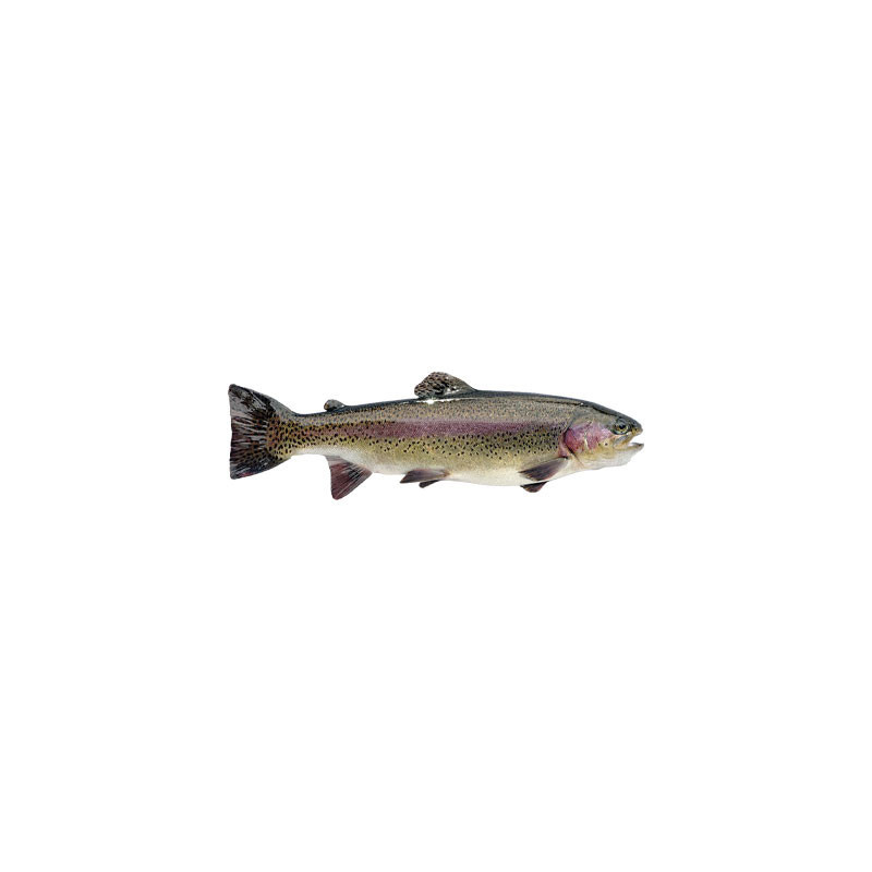 Rainbow Farmed Trout Rainbow Farmed Trout