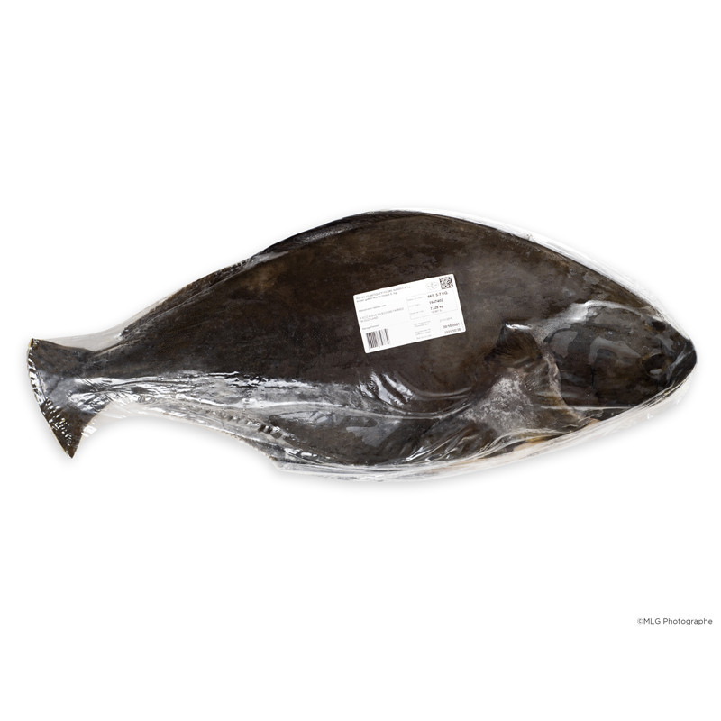 Halibut Halibut