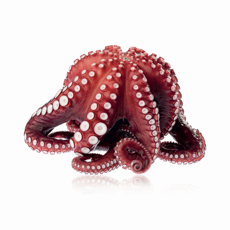 Octopus