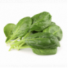 Spinach Large Leaves