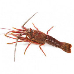 Homard Royal Épineux