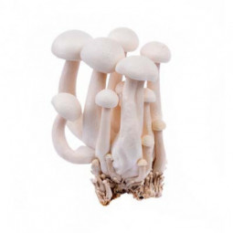 White Shimeji Mushroom