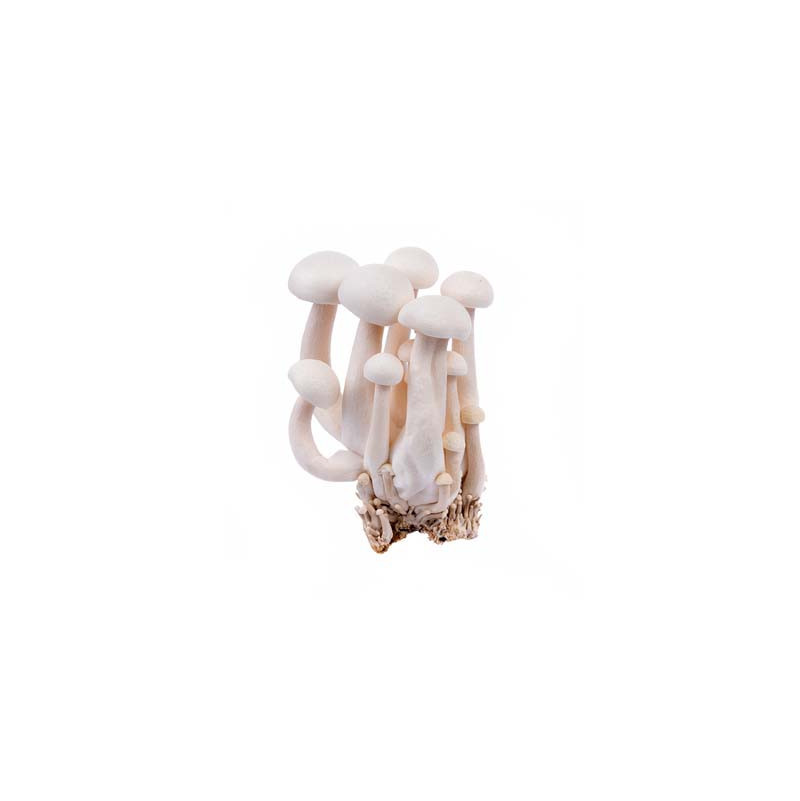 White Shimeji Mushroom