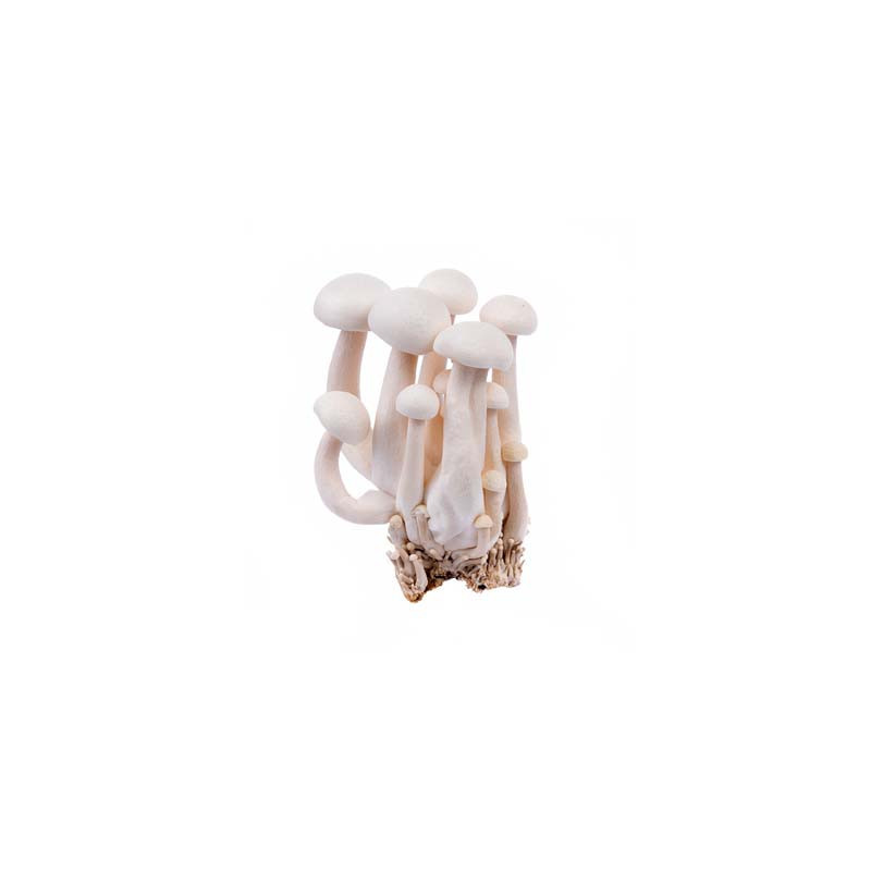 White Shimeji Mushroom