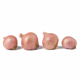 Round Shallot