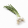 Spring onion