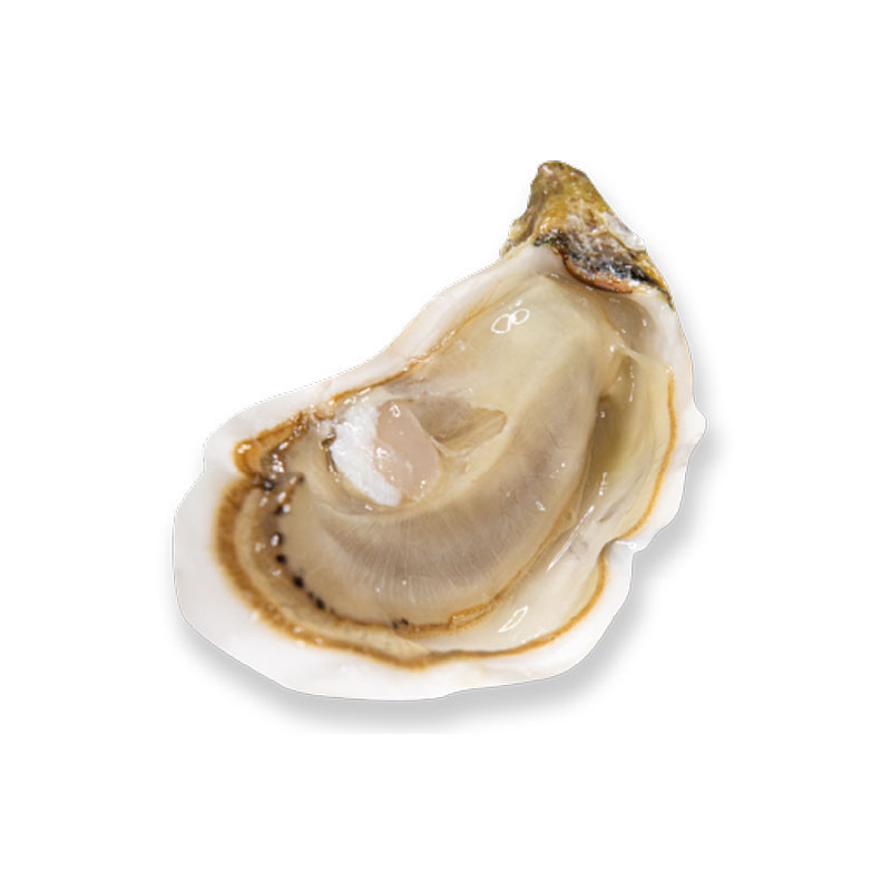 L'authentique Oyster - GEAY