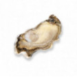 Friandise Fine Oyster - GEAY