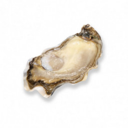 Friandise Fine Oyster - GEAY