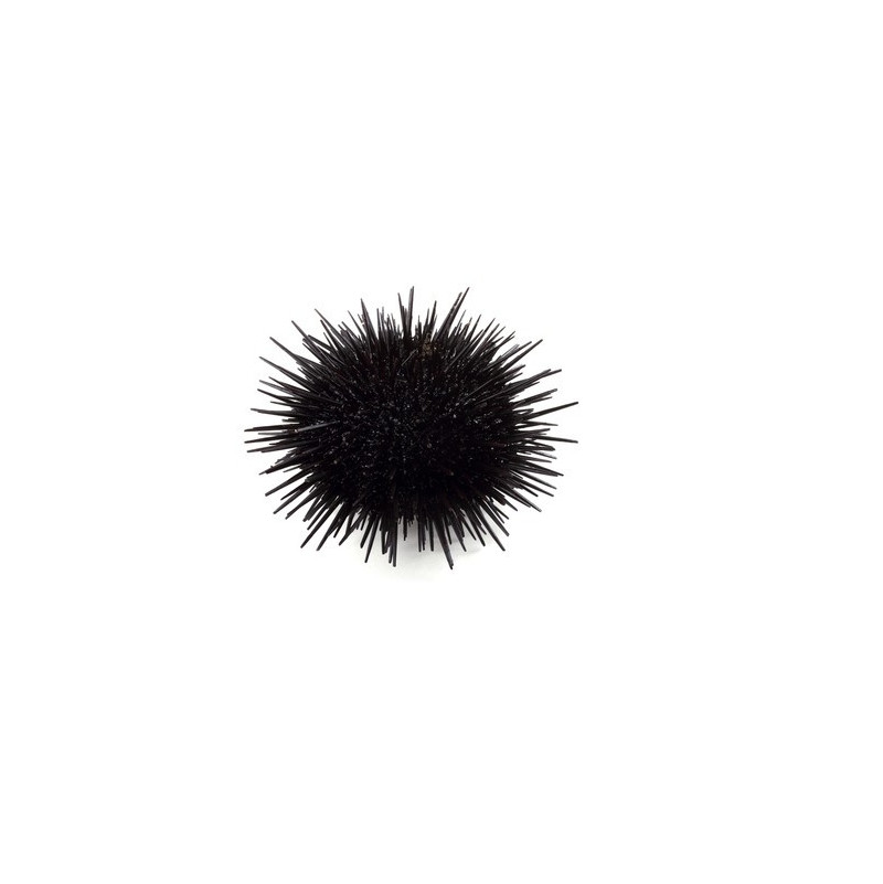 Brittanian Sea Urchins