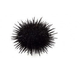 Brittanian Sea Urchins