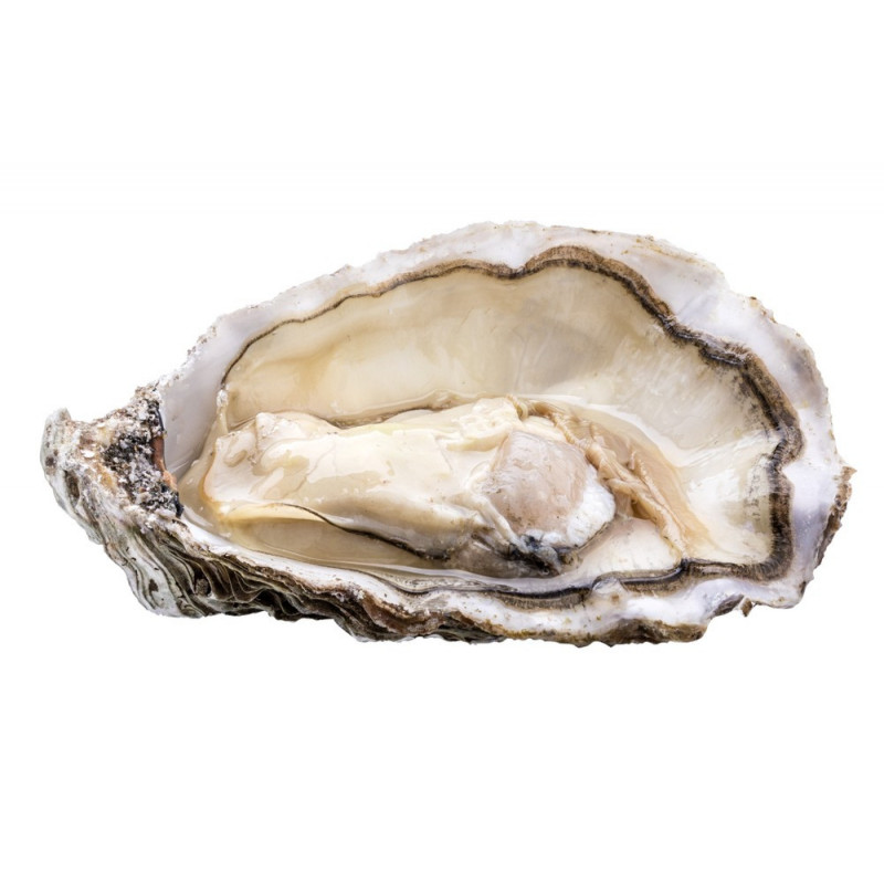 Fine Oyster - PSK Fine Oyster - PSK