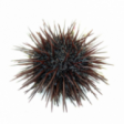 Icelandic sea urchins
