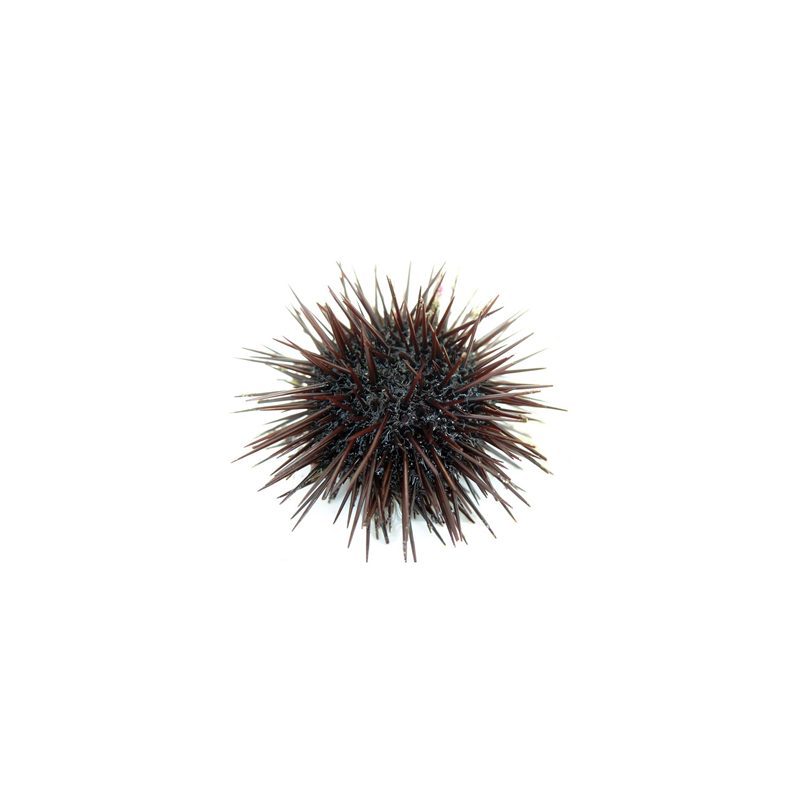 Icelandic sea urchins